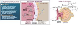 Anatomy and Physiology Glomerular Filtration [upl. by Ah]