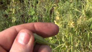 Ripening peas on the neighbours farm [upl. by Nilorac181]