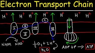 Electron Transport Chain  ATP Synthase Chemiosmosis amp Oxidative Phosphorylation [upl. by Everard]