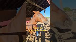 Sundance is being silly with a belly scratch horse horserescue gvhr [upl. by Josselyn]