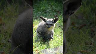 Bat Eared Fox at Howletts batearedfox howletts animals wildlife zoo daysout shorts [upl. by Cut]