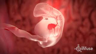 Fetal Development 3D Animation  Infuse Medical [upl. by Schweiker]