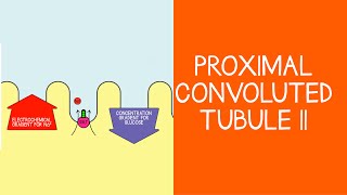 23 Renal Proximal Convoluted Tubule Part 2 [upl. by Eanrahs]