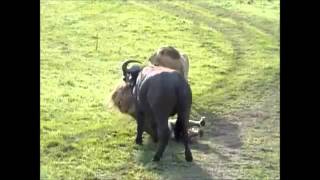 Lion attack Male Lions Brutal Kill wild bufflo life NEWcroos [upl. by Aynik688]