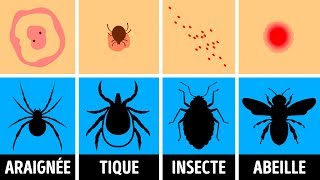 Comment Identifier une Piqûre dInsecte et que Faire Quand ça Arrive [upl. by Dorn]