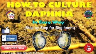 HOW TO CULTURE DAPHNIA In Easy Way [upl. by Particia]