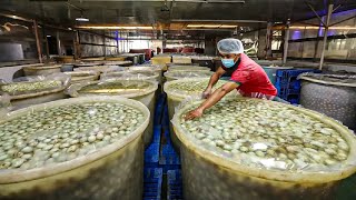 How Millions of Duck Eggs Produce Mud Salted Eggs  Salted Duck Egg Factory  Roast Duck Processing [upl. by Anitselec]