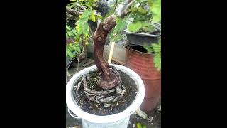 Bonsai asam Jawa Tamarindus indica [upl. by Busey103]