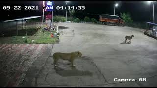 Lion Attack On Dogs Petrol Pump  Capture The Wild  Sasan Gir  Asiatic Lion  Dog Attack Lion [upl. by Belac]