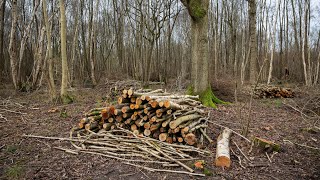 What is coppicing and why is it important  Suffolk Wildlife Trust [upl. by Malia]