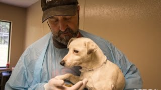 Traumatized Puppy Mill Dog Makes an Amazing Recovery [upl. by Dabney]