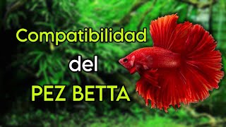 PECES CON EL PEZ BETTA  El secreto de su convivencia en acuarios [upl. by Mattox]