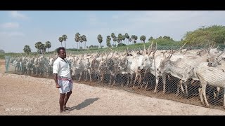 Pulikulam Cattle Herders Documentary movie  MAA [upl. by Casavant]