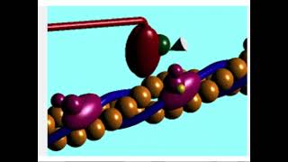 myosin skipping along actin [upl. by Elyac]