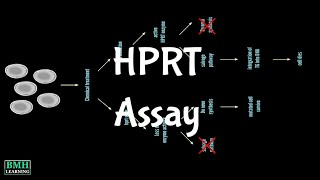 HPRT Assay  Mammalian Cell Gene Mutation Test  Thymidine Kinase Assay [upl. by Isma]