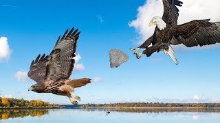 Most spectacular Eagle vs Hawk compilation  Hawk protects his family from Eagle hunting [upl. by Nebur]