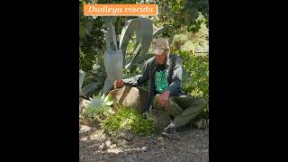 Dudleya viscida Blooming at the Ruth Bancroft Garden in Walnut Creek [upl. by Kram]