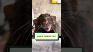 Rats Intelligence Smarter Than You Think 🐀🧠 [upl. by Sihunn]