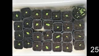 How to germinate Paulownia tree from seeds [upl. by Dorolice]