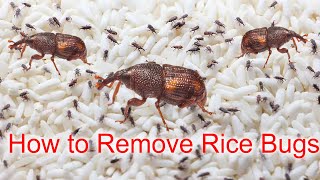 How to Get Rid of Rice Bugs Naturally [upl. by Rachaba88]