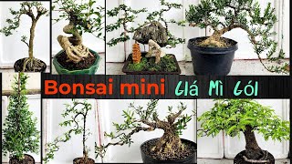 clip 320 7122024 bonsai mini bonsai để bàn giá bình dân lh 0909110695 zalo [upl. by Rollie181]