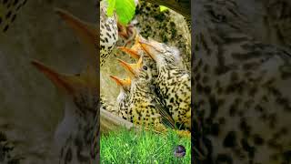 Mistle Thrush youtubeshorts birds nature shorts [upl. by Aynav]