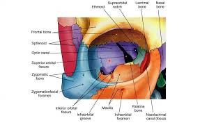 Head amp Neck Anatomy day 1 part B by Dr Farhat Amir [upl. by Schonfeld]