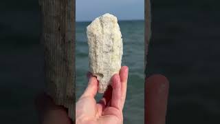 🪸Florida Shelling Three different types of coral FLshelling [upl. by Hanny]