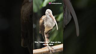 The Giant Ibis Cambodia’s Rare Treasure [upl. by Nali701]