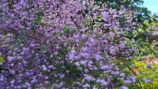 Purple FlowersHewitts Double Chinese Meadow RueThalictrum delavayi Hewitts Double [upl. by Ynetsed]