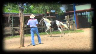 Caballo Pinto Costarricense Sagitario [upl. by Kimura]