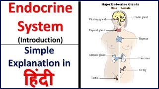 Endocrine system Introduction simple explanation in hindi  Bhushan Science [upl. by Bauske]