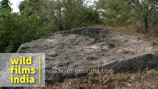 Largest dinosaur fossil find in Deccan Traps of central India [upl. by Dnomra]