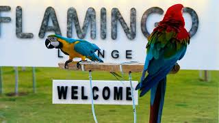 Flamingo Parrot  Shajadekhanvlog [upl. by Claiborne]