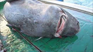 Releasing alive a Greenland shark Somniosus microcephalus in a scientific campaign [upl. by Flora]