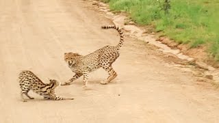 Serval vs Cheetahs [upl. by Orland]