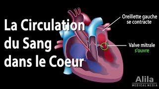 La Circulation du Sang dans le Coeur Animation [upl. by Pani90]