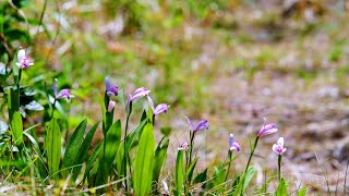 한국의 야생화  큰방울새란Pogonia japonica [upl. by Sankey]