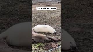 vlog seals sealife nature babyseal vlogger sanctuary lincolnshire coast [upl. by Ahsela]