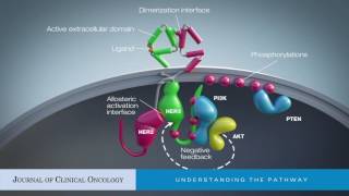 Two Dimensions in Targeting HER2 [upl. by Ferris]