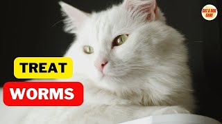 How to Get Rid and Treat Worms and Tapeworms in Cats  Cat Worming  Cat Grooming [upl. by Alaecim930]