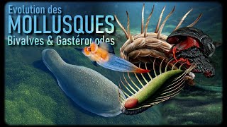 Les premiers Mollusques Bivalves et Gastéropodes Mollusques 13 [upl. by Nylsej]