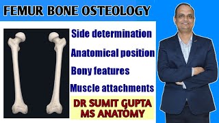 FEMUR BONE ANATOMY [upl. by Lehte]