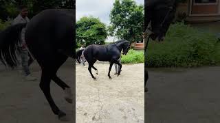 part 2 Black Horse tenner horse blackscreenstatus blackhorsevideo horsemaster youtubeshorts [upl. by Juna605]