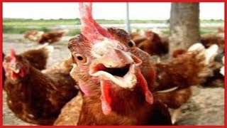 FUNNY Roosters Crowing Compilation ✔ [upl. by Arrak]