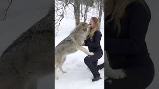 GIRL HOWLS WITH GIANT WOLVES [upl. by Arrekahs999]