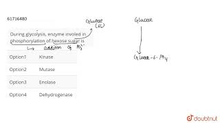 During glycolysis enzyme involed in phosphorylation of hexose sugar is [upl. by Herschel]