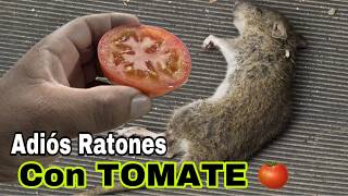 Como Eliminar RATONES de manera FÁCIL con TOMATE [upl. by Eugenius]