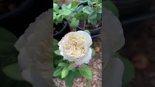 Chiffon vip rose My rose garden today roses nature garden flowers collection [upl. by Arrakat]