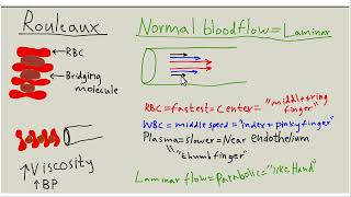 Endothelial glycocalyx amp blood flow part 2 [upl. by Nojram]